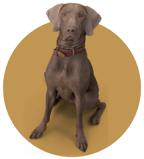 Buzz Marketing – Brown Dog with Gold Circle Background